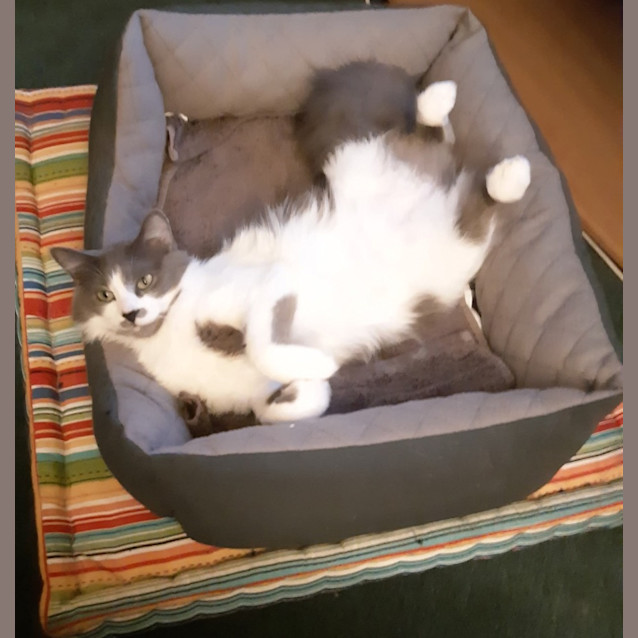 Photo of Gypsy *9 Lives Project Rescue*