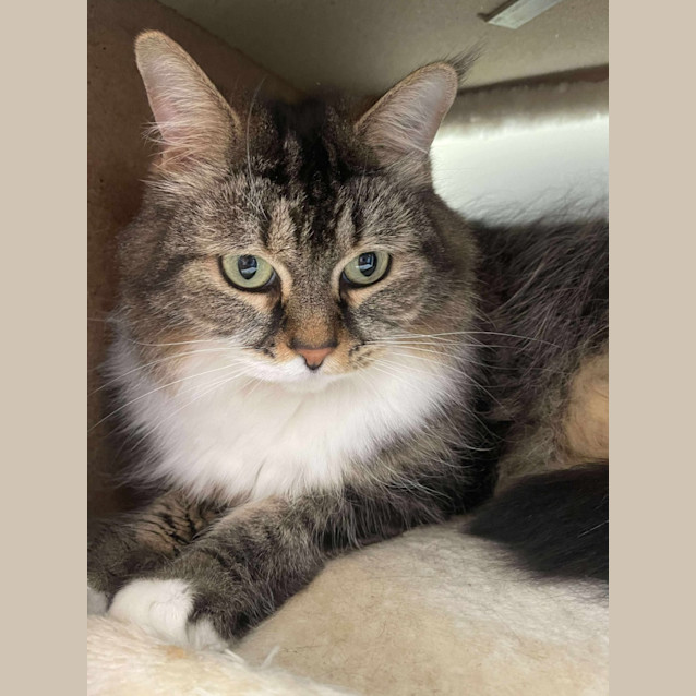 Photo of Willow