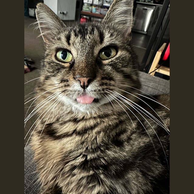 Photo of Angelo & Mist💜💙