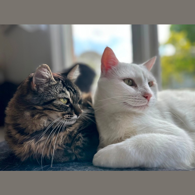 Photo of Angelo & Mist💜💙