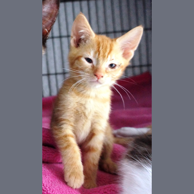 Photo of Domino