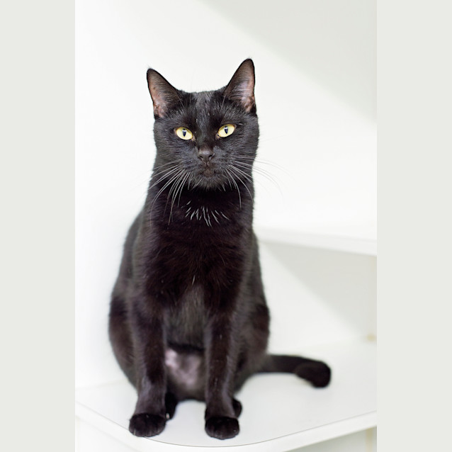 Photo of Phoebe