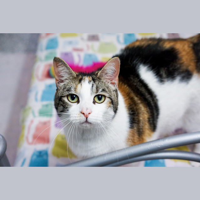 Photo of Puddin (Previously Holly)