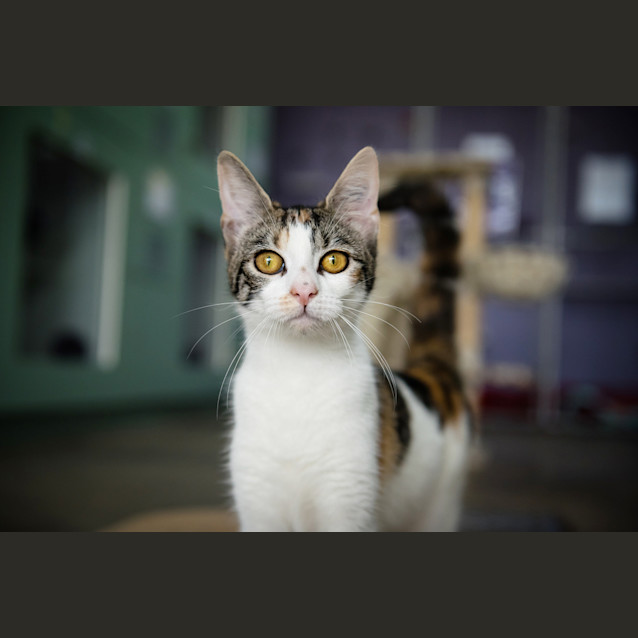 Photo of Puddin (Previously Holly)
