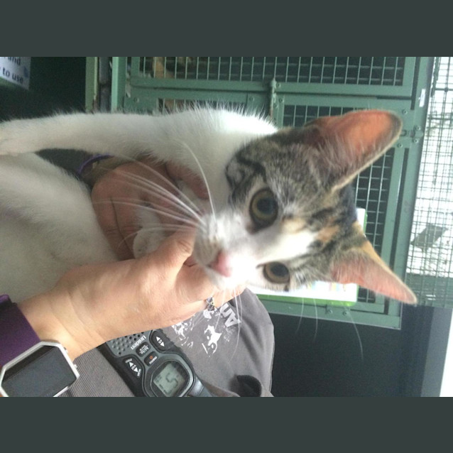 Photo of Puddin (Previously Holly)