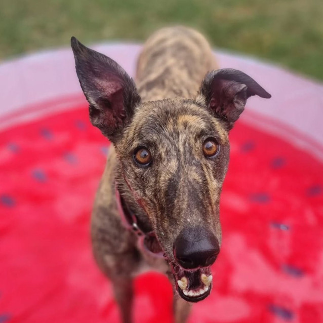 Photo of Myrtle The Greyhound