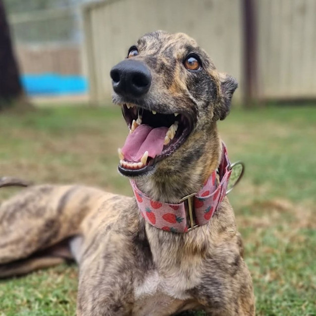 Photo of Myrtle The Greyhound