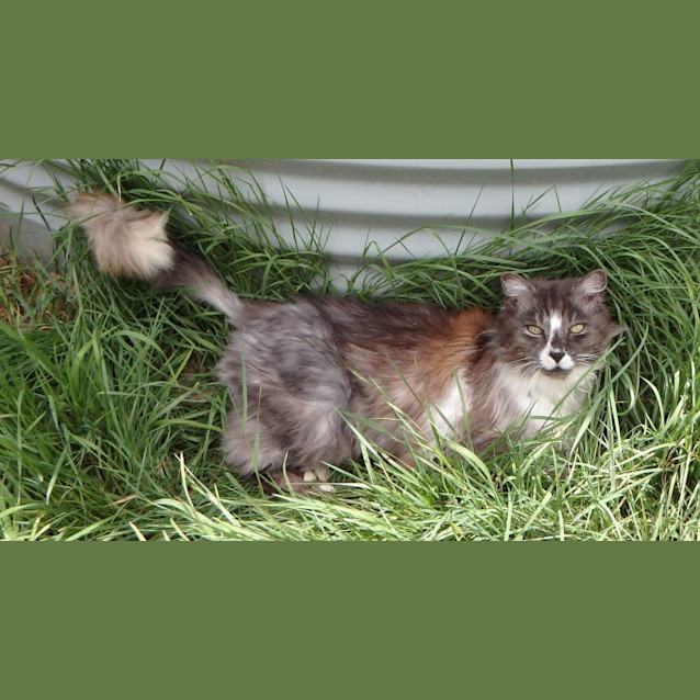 Photo of Rocket
