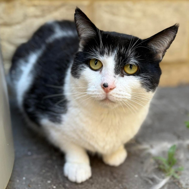 Photo of 9714   Ned
