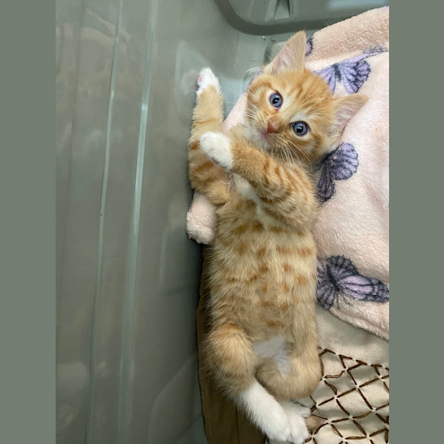 Photo of Cuddles