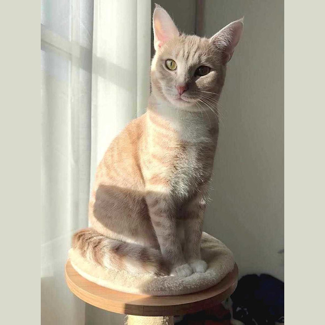 Photo of Nacho