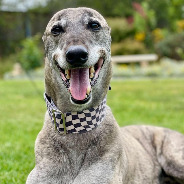 Photo of Shiraz The Greyhound
