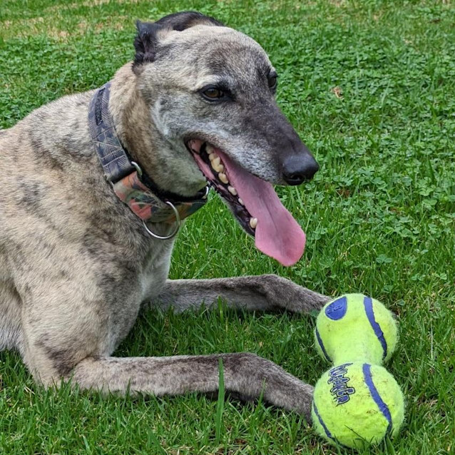 Photo of Shiraz The Greyhound