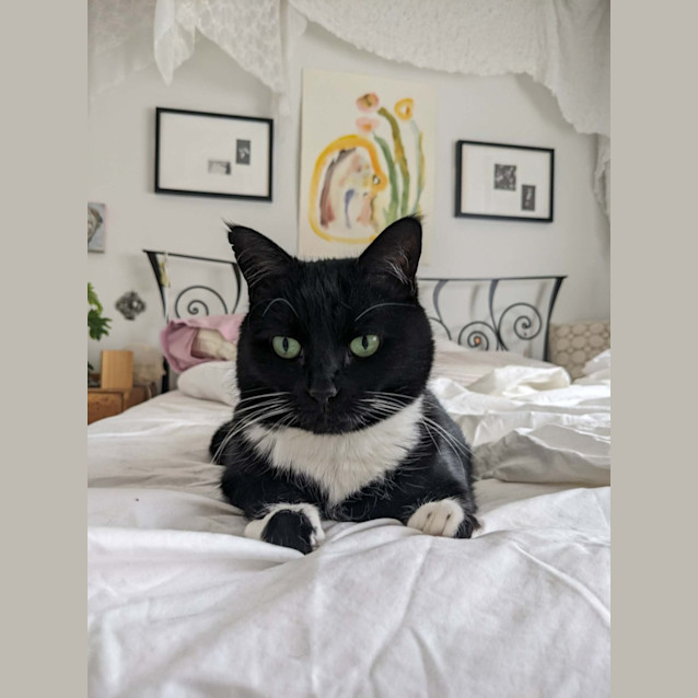 Photo of Simba   In Foster Care In Hawthorn