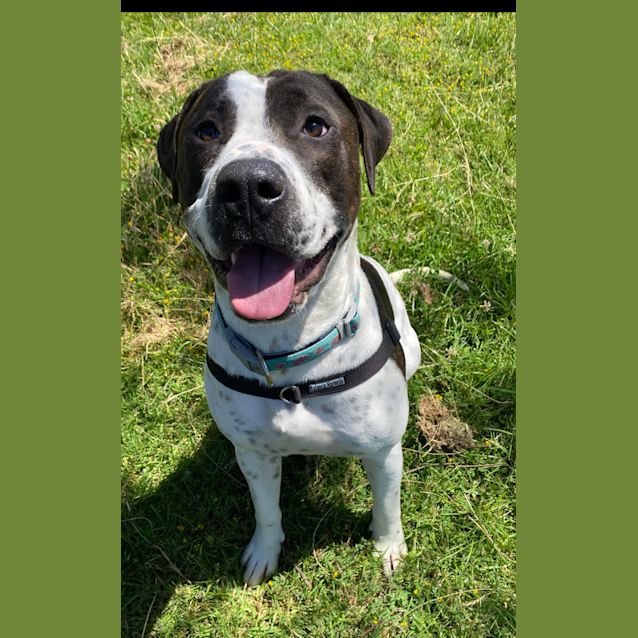 Photo of Apollo