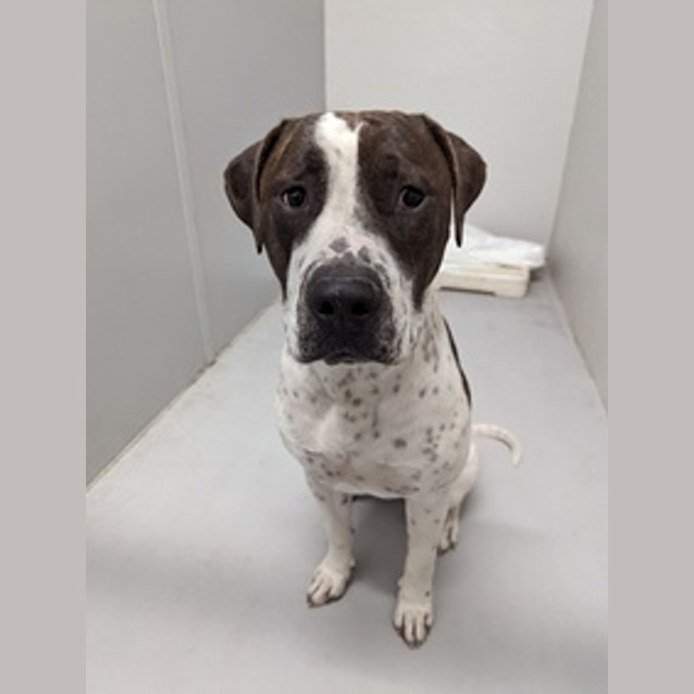 Photo of Apollo