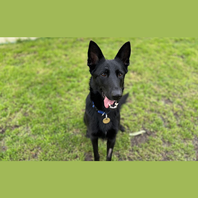Photo of Pepper