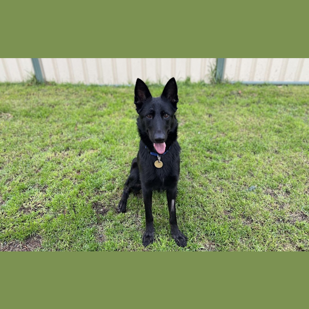 Photo of Pepper