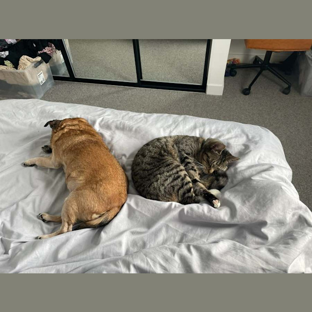 Photo of Impy *9 Lives Project Rescue*