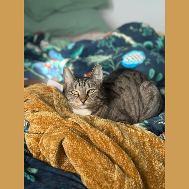 Photo of Impy *9 Lives Project Rescue*