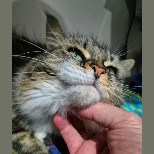 Photo of Willow