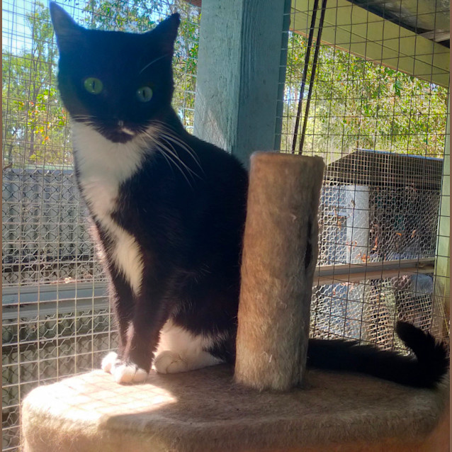 Photo of Teasha