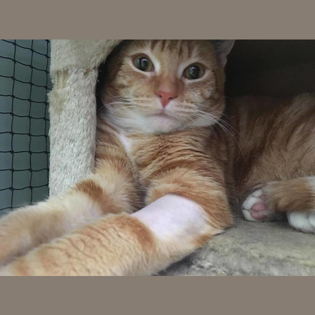 Photo of Oscar (Noodle)