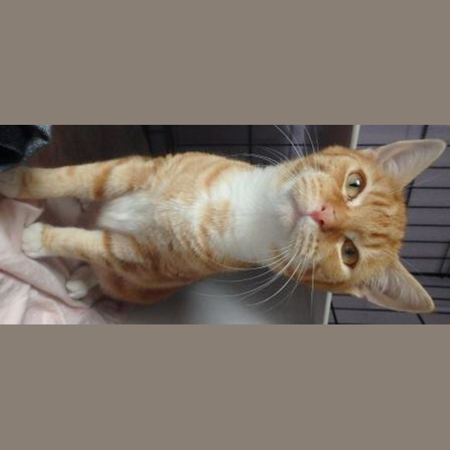 Photo of Oscar (Noodle)