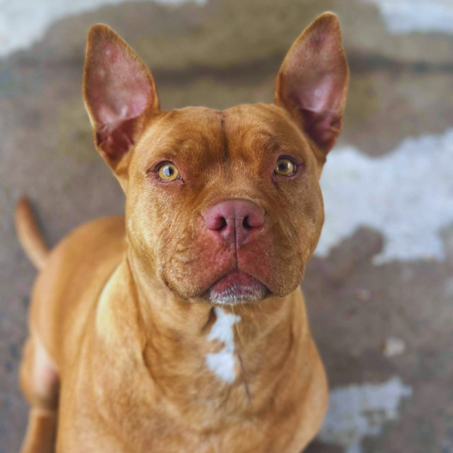 Photo of Ziggy
