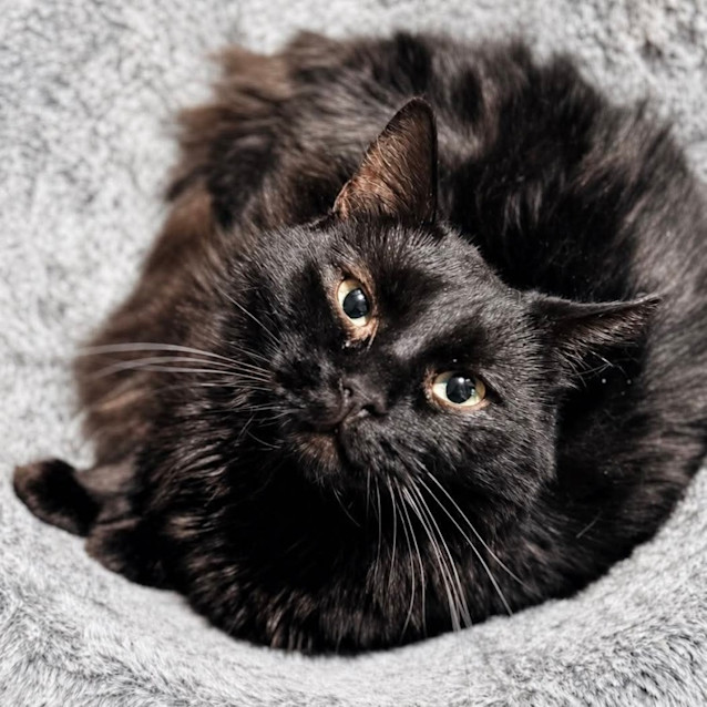 Photo of 8414   Lucky Penny