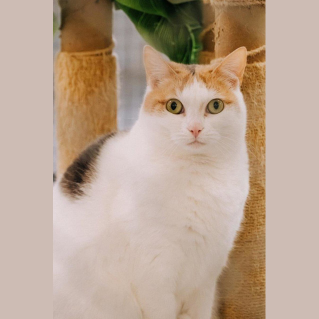 Photo of Allington Jagger