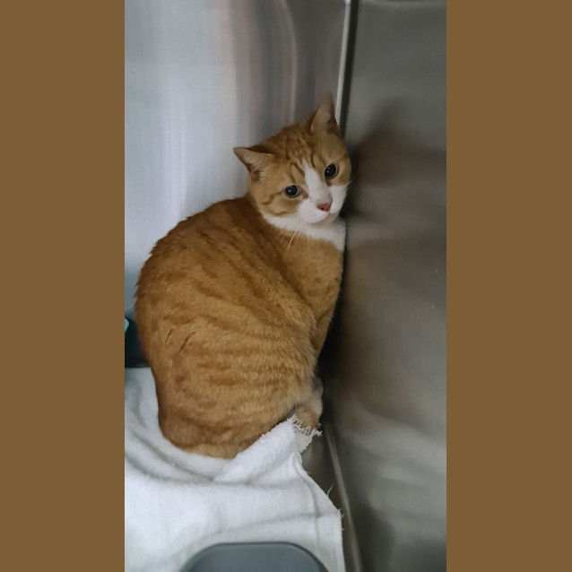 Photo of Ginger