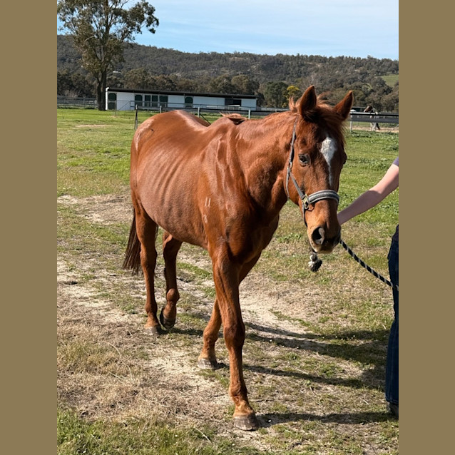 Photo of Mossy