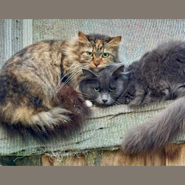Photo of Coral & Fawn 🌺🌺