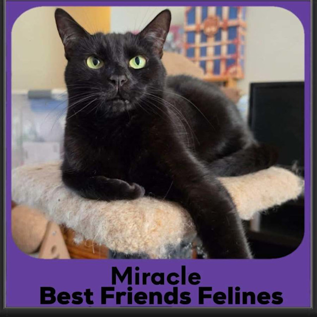 Photo of Miracle 