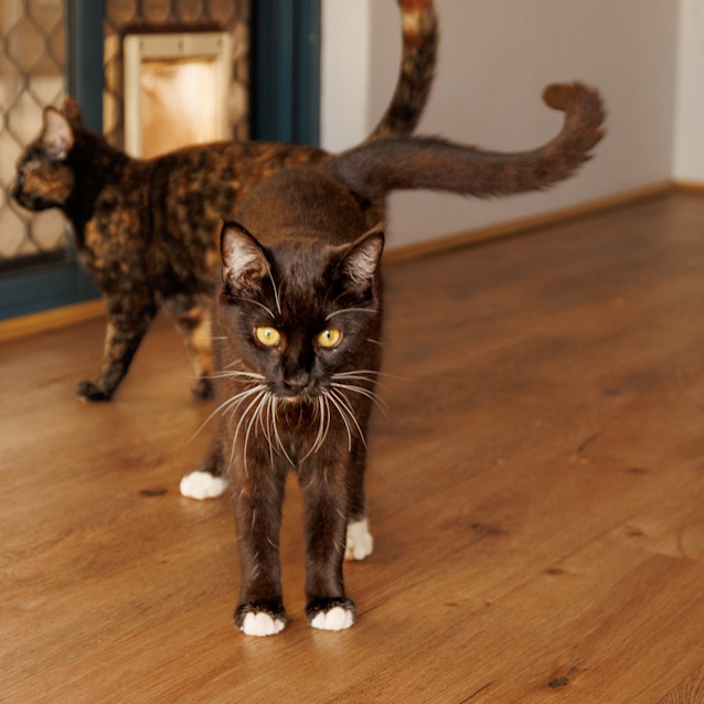 Photo of Diva