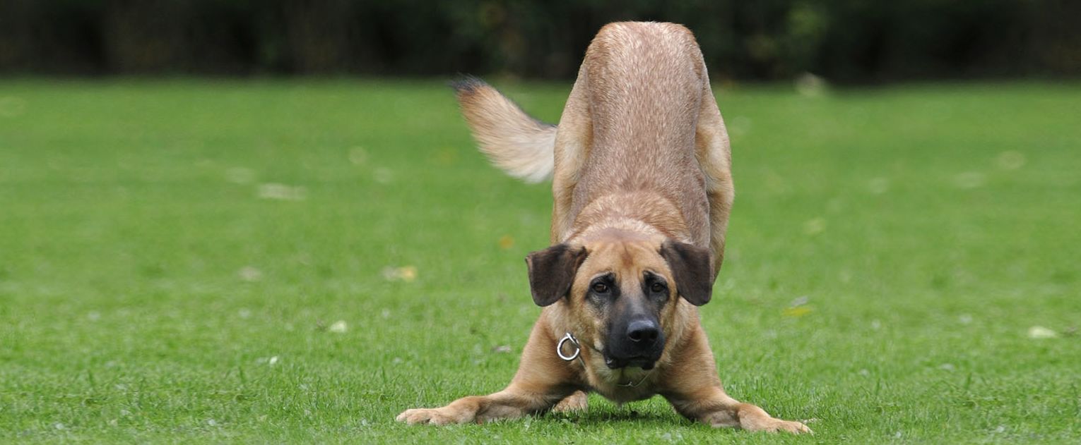Do You Speak Dog The Play Bow PetRescue Do You Speak Dog The Play Bow PetRescue
