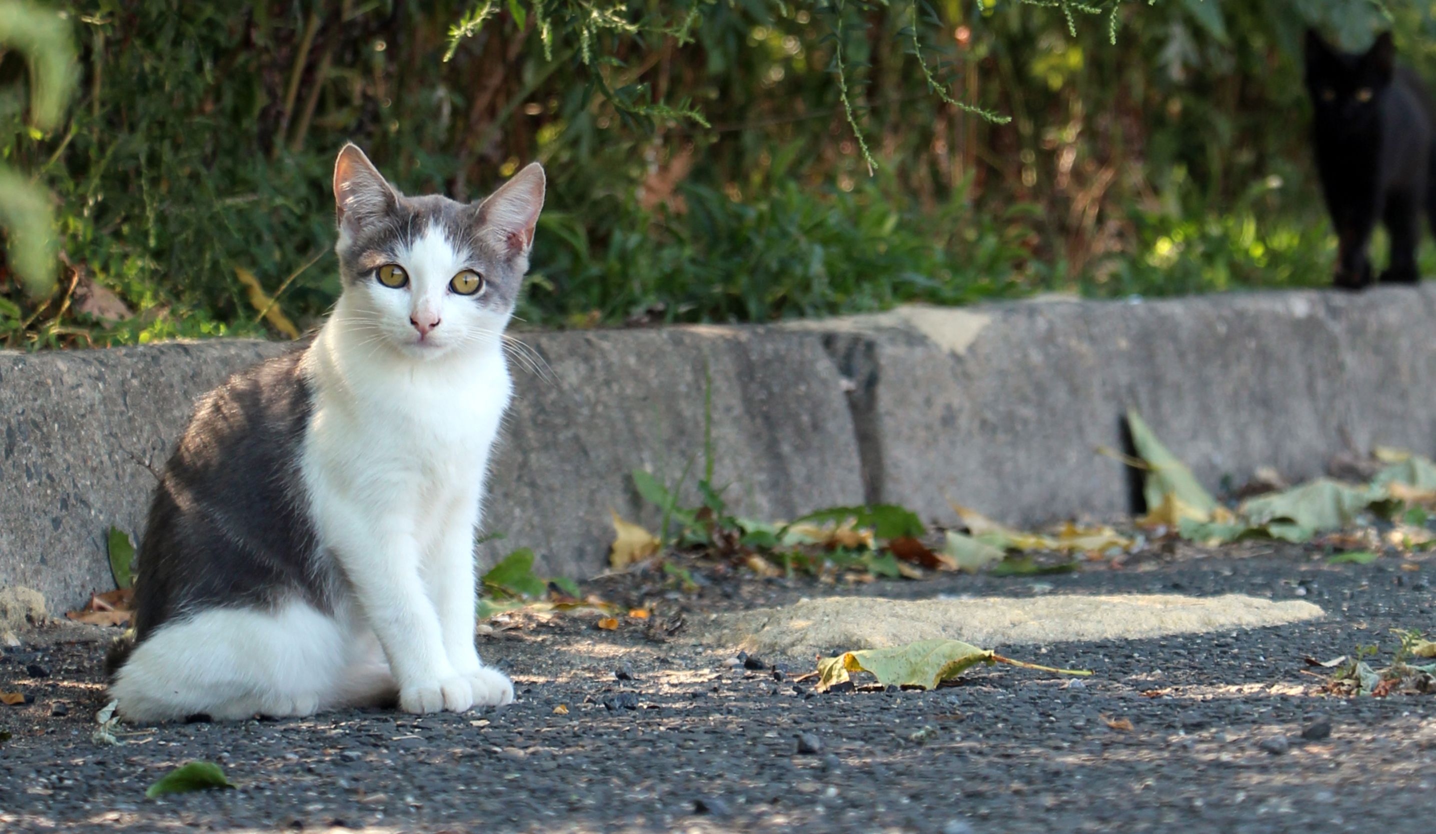 Feral Cats of the Last Frontier  Britannica