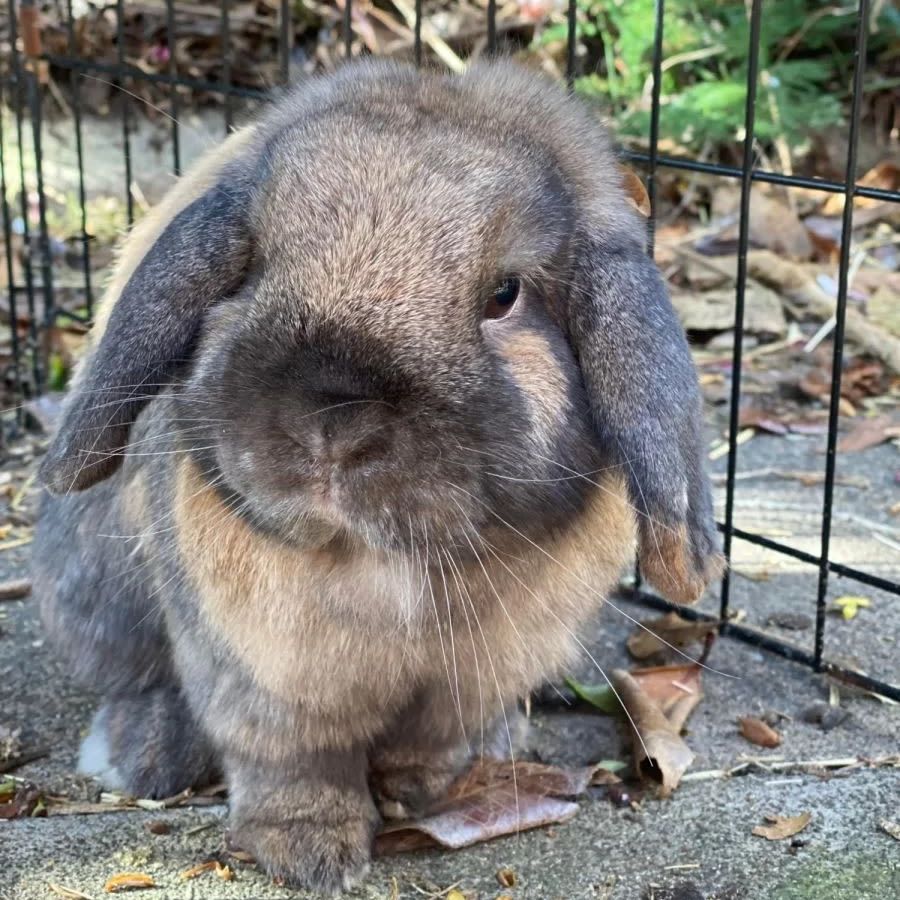 How to Hold a Pet Rabbit 