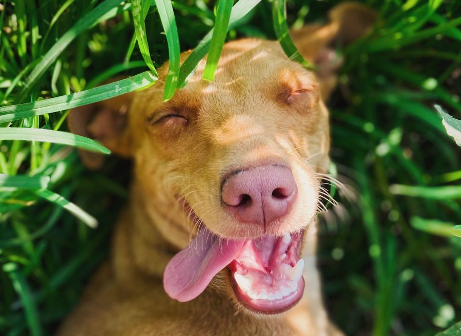 Managing Grass Seeds On Your Pet This Spring