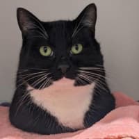 Photo of Buttercup