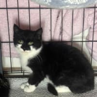 Photo of Barry * 9 Lives Project Rescue*