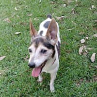 Photo of Raj   11 Year Old Tenterfield Terrier