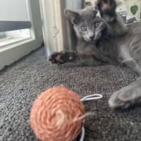 Photo of Emo Meet Me @Petstock Mornington Store 