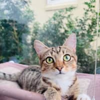 Photo of Buttercup