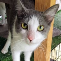 Photo of Soup   Now At Pet Quarters Thornton