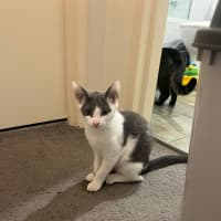 Photo of Ash