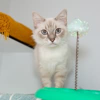 Photo of Wisp