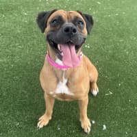 Photo of Brookie Imp 2657