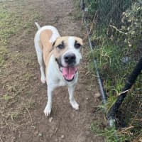 Photo of Schnookums Imp 1554